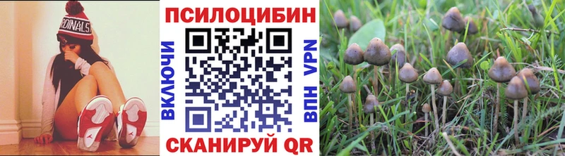 купить наркотики цена  Вязники  Галлюциногенные грибы MAGIC MUSHROOMS 